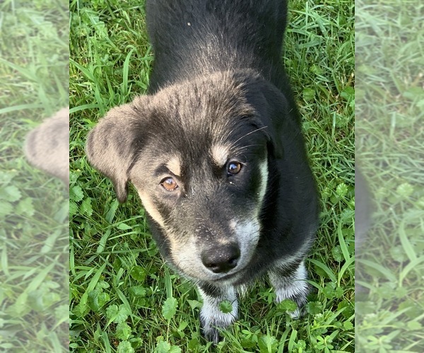 Medium Photo #10 Goberian Puppy For Sale in MORGANTOWN, IN, USA