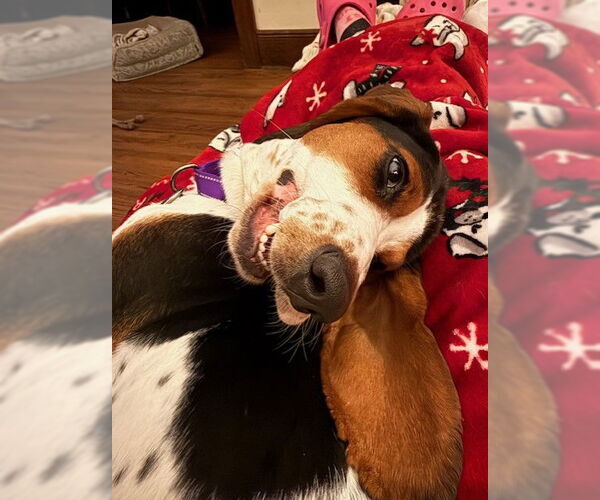 Medium Photo #10 Bagle Hound Puppy For Sale in Boonton, NJ, USA