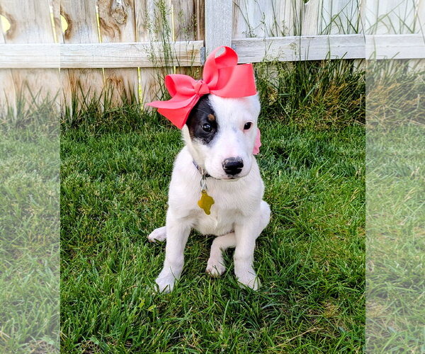 Medium Photo #2 Border Collie-Unknown Mix Puppy For Sale in Sandy, UT, USA