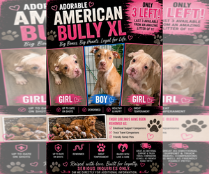 American Bully Puppy for sale in BLOOMFIELD, NJ, USA