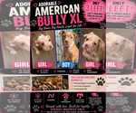 Small American Bully