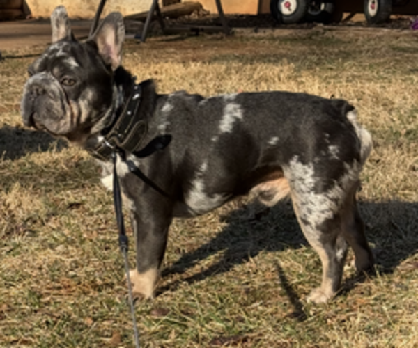 Medium Photo #1 French Bulldog Puppy For Sale in CULPEPER, VA, USA