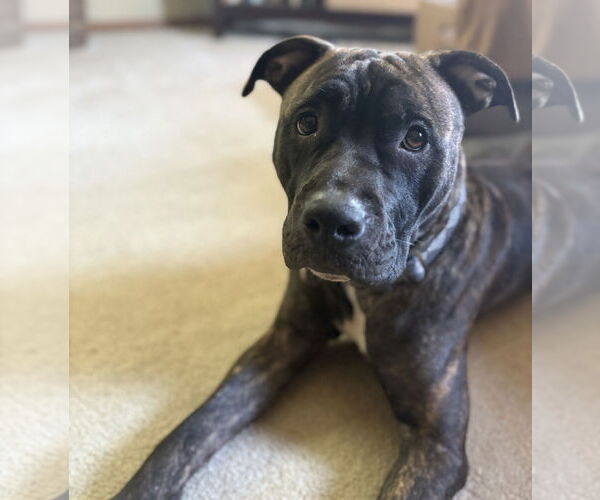 Medium Photo #1 American Pit Bull Terrier-American Staffordshire Terrier Mix Puppy For Sale in Princeton, MN, USA