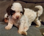 Small #3 Bernedoodle (Miniature)