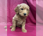 Puppy Belle Cavapoo-Goldendoodle Mix