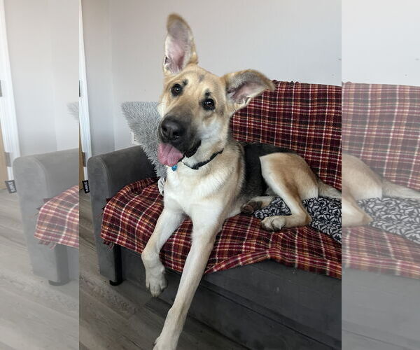 Medium Photo #8 German Shepherd Dog-Unknown Mix Puppy For Sale in Rockaway, NJ, USA