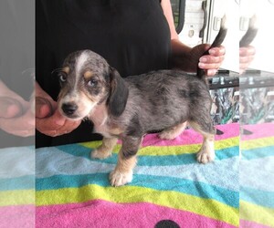 Chiweenie-Poodle (Toy) Mix Puppy for sale in RATTAN, OK, USA