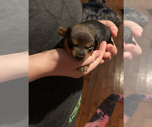 Chiweenie Puppy for sale in FREDERICA, DE, USA