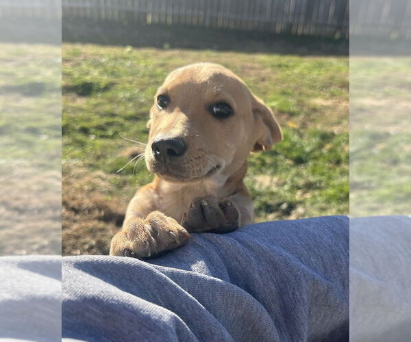 Medium Photo #4 Labrador Retriever-Unknown Mix Puppy For Sale in Aurora, IN, USA