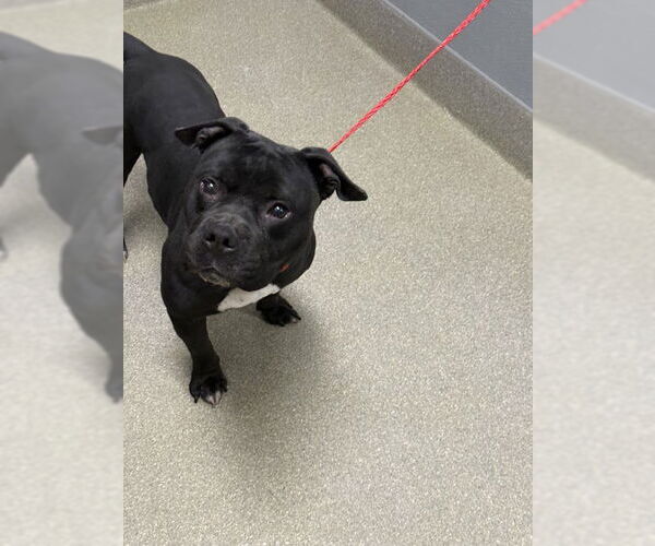 Medium Photo #1 American Pit Bull Terrier-Unknown Mix Puppy For Sale in Las Vegas, NV, USA