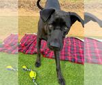Small #1 Great Dane-Labrador Retriever Mix