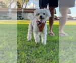 Small Photo #2 Poodle (Miniature) Puppy For Sale in San Diego, CA, USA