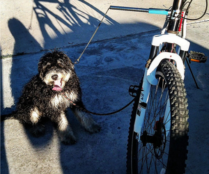 Bernedoodle Puppy for sale in MOUNT PLEASANT, UT, USA