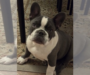 Father of the Faux Frenchbo Bulldog puppies born on 02/06/2026