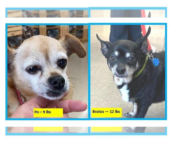 Medium Photo #3 Chihuahua-Unknown Mix Puppy For Sale in Rootstown, OH, USA