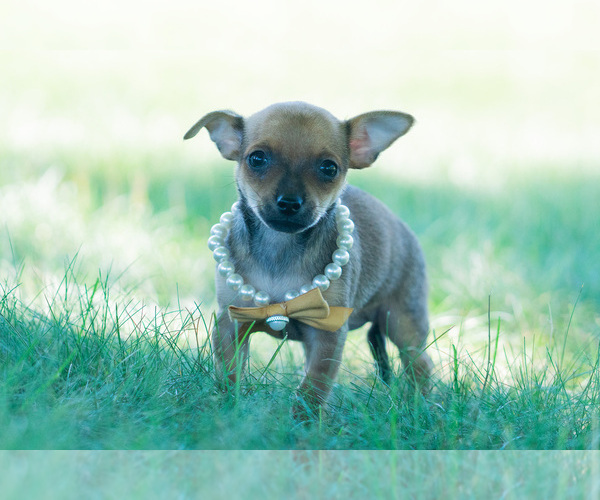 Medium Photo #3 Chihuahua Puppy For Sale in WARSAW, IN, USA