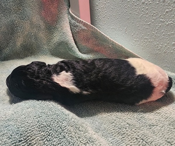 Medium Photo #8 Poodle (Standard) Puppy For Sale in CLAYTON, WA, USA