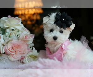 Maltese Puppy for sale in PALM BEACH GARDENS, FL, USA