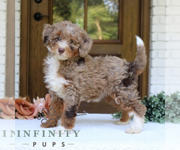 Medium Photo #1 Bernedoodle (Miniature) Puppy For Sale in NARVON, PA, USA
