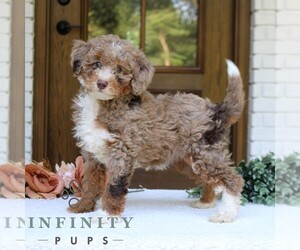 Bernedoodle (Miniature) Puppy for sale in NARVON, PA, USA