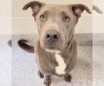 Small #1 Blue Lacy
