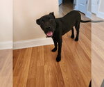 Small #9 German Shepherd Dog-Staffordshire Bull Terrier Mix