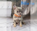 Small #10 Chihuahua