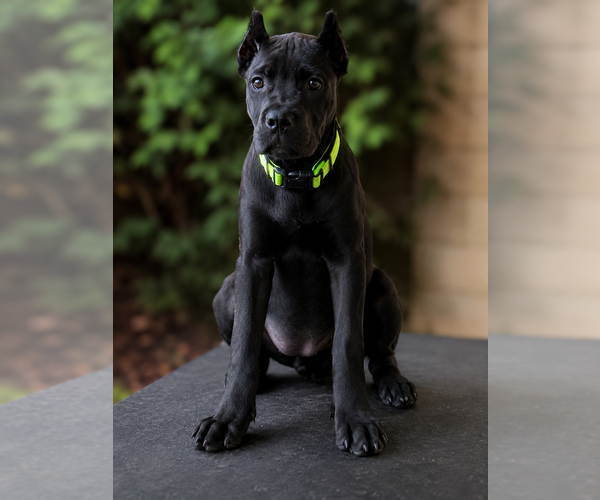 Medium Photo #8 Cane Corso Puppy For Sale in ANDERSON, IN, USA