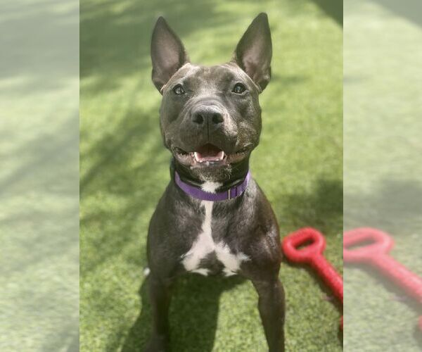 Medium Photo #15 Mutt Puppy For Sale in Pompano Beach , FL, USA