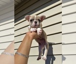 Small #2 French Bulldog