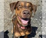 Small #4 Doberman Pinscher Mix