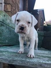 Boxer Puppy for sale in LUXEMBURG, WI, USA