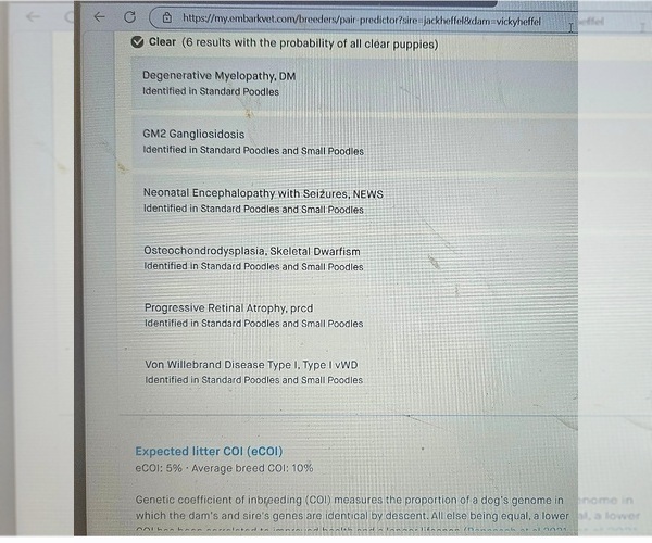 Medium Photo #7 Poodle (Miniature) Puppy For Sale in WHITEWATER, WI, USA