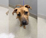 Small Bullboxer Pit
