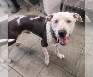 American Staffordshire Terrier-Unknown Mix Dogs for adoption in San Antonio, TX, USA