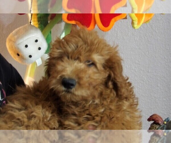 Medium Photo #3 Goldendoodle Puppy For Sale in BARNUM, IA, USA