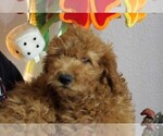 Small Photo #3 Goldendoodle Puppy For Sale in BARNUM, IA, USA