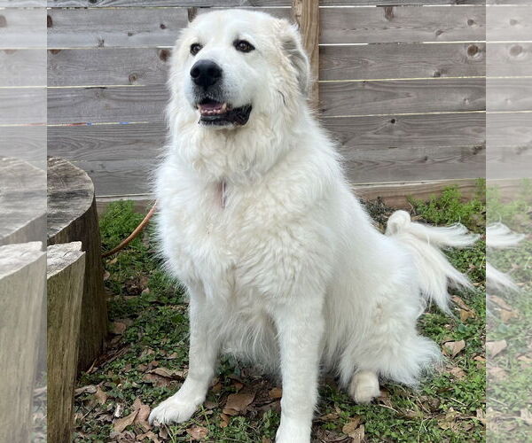 Medium Photo #6 Great Pyrenees Puppy For Sale in Spring, TX, USA