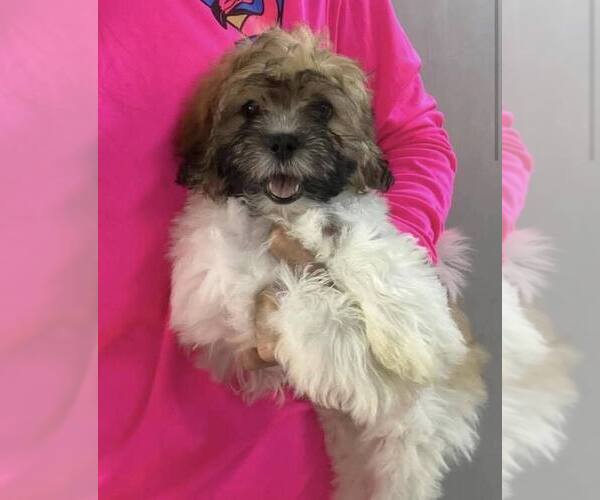 Medium Photo #2 Shih Tzu-Unknown Mix Puppy For Sale in New York, NY, USA