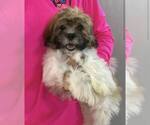 Small #1 Shih Tzu Mix