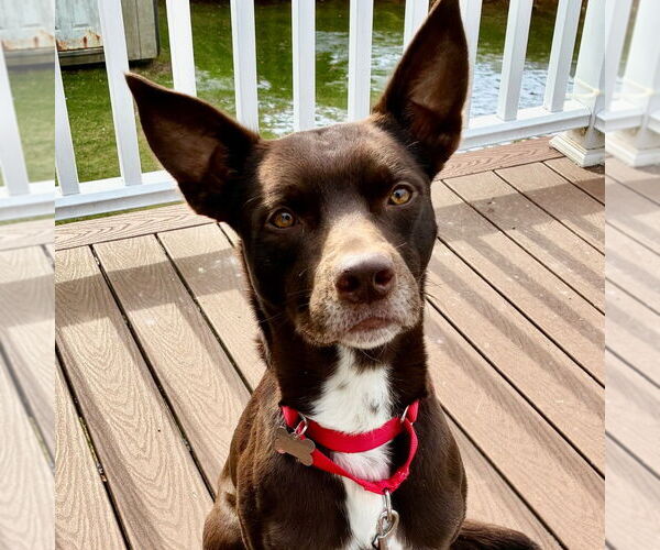 Medium Photo #7 Australian Kelpie-Unknown Mix Puppy For Sale in Canton, CT, USA