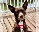 Small #6 Australian Kelpie Mix