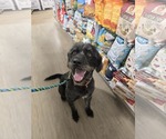 Small #5 Poodle (Standard) Mix