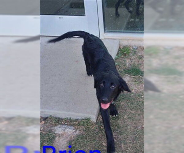 Medium Photo #1 Mutt Puppy For Sale in Ogden, UT, USA