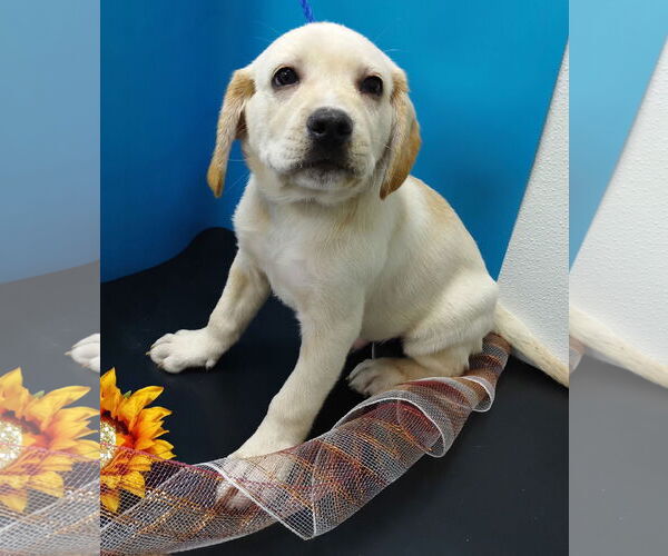 Medium Photo #3 Labralas Puppy For Sale in Attalka, AL, USA