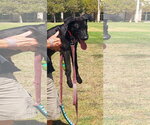 Small #4 Labrador Retriever Mix