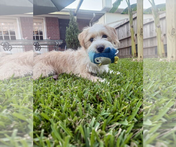 Medium Photo #4 Mutt Puppy For Sale in Rosenberg, TX, USA