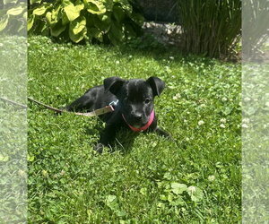 Labrador Retriever-Unknown Mix Dogs for adoption in SHERBURNE, NY, USA