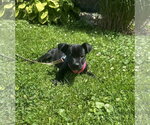 Small Labrador Retriever Mix
