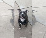 Small #1 American Pit Bull Terrier Mix